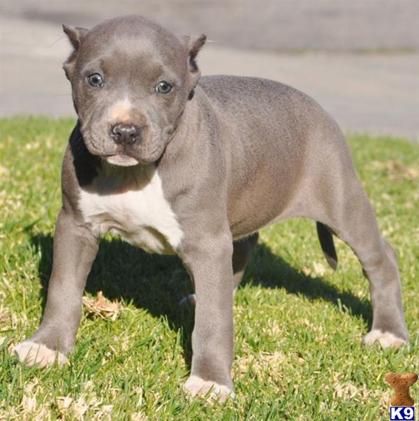 Puppies in CA